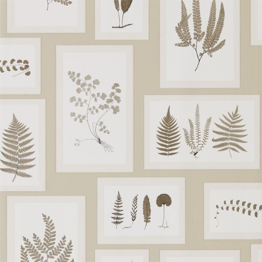 Fern Gallery 