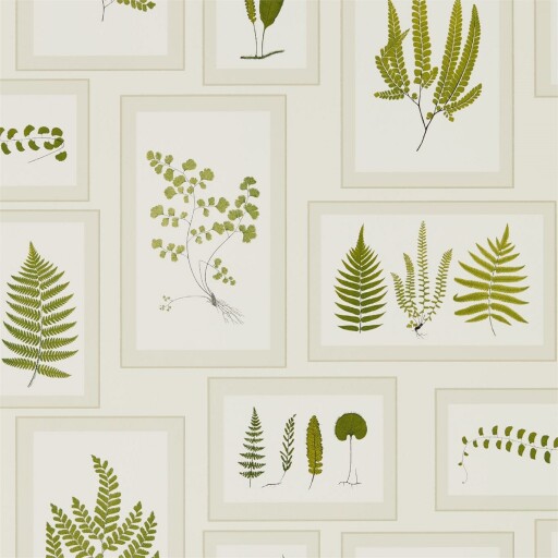 Fern Gallery 