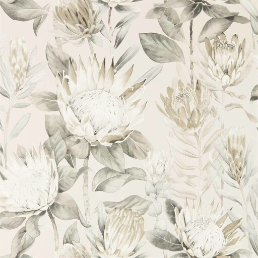 King Protea 