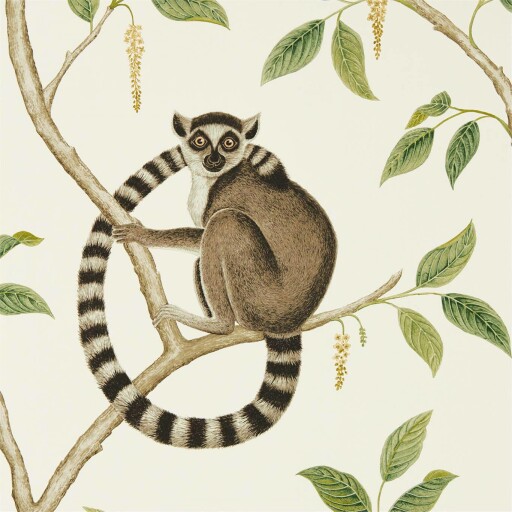 Ringtailed Lemur 