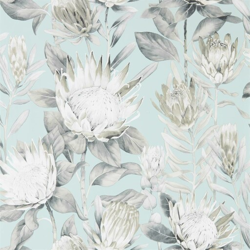 King Protea 