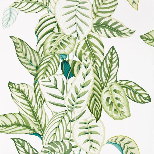 Calathea 