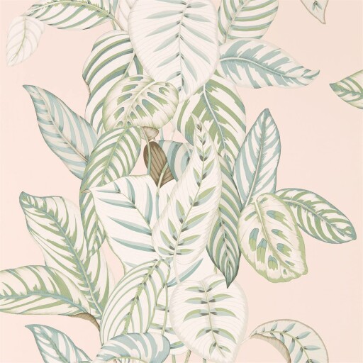 Calathea 