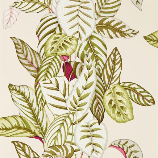 Calathea 