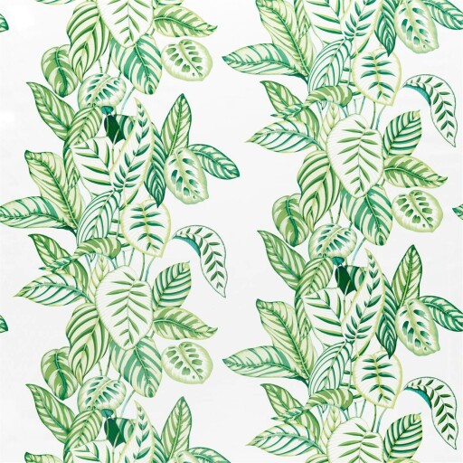 Calathea 