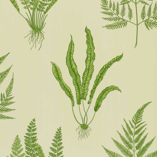 Woodland Ferns&nbsp;