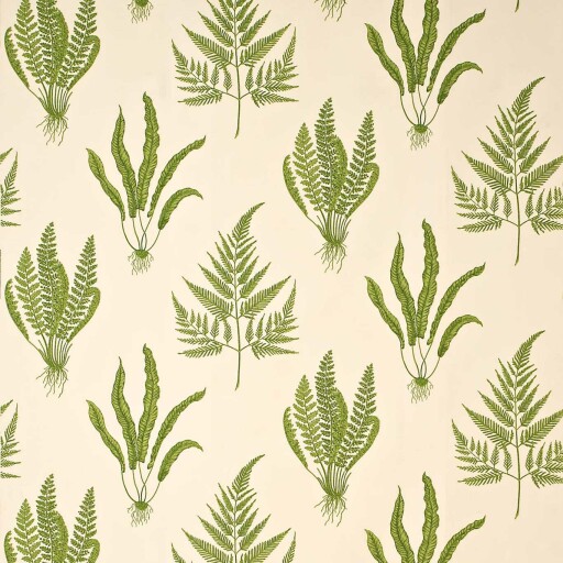 Woodland Ferns 